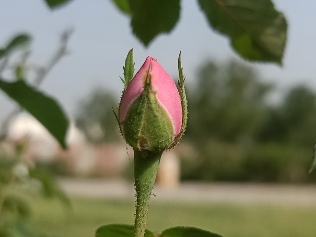 Garden rose bud image 