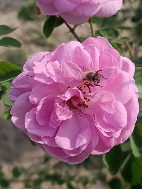 Rose pollination 