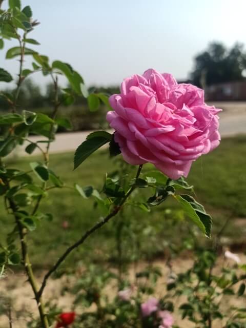 Pink rose in a garden 