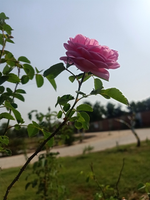Pink rose plant 
