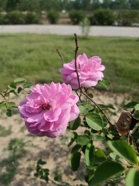 Pink garden rose 