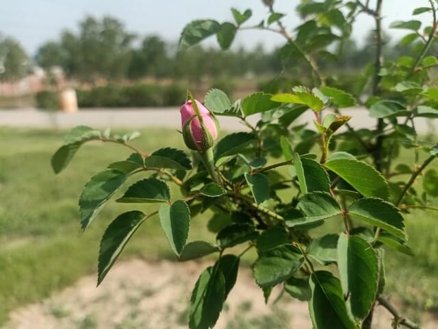 Rose plant with a rose bud 