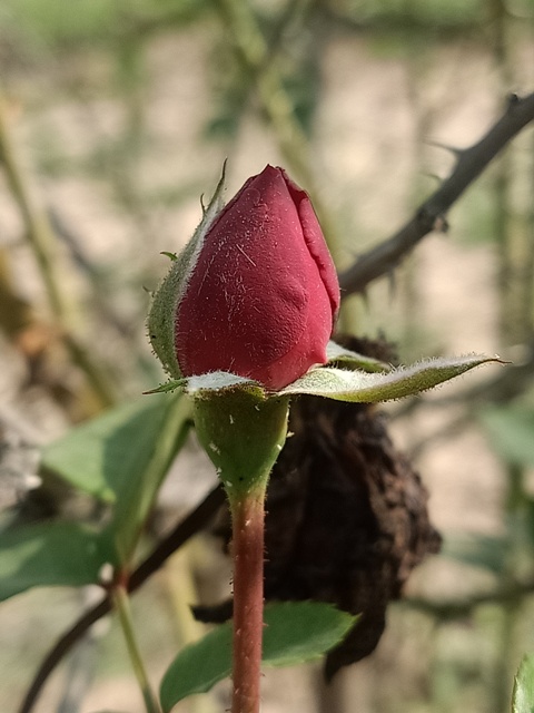 Red rose bud 