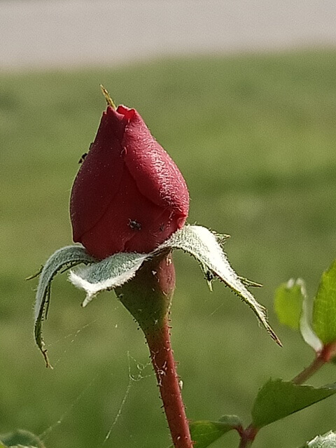Rose bud in a garden 