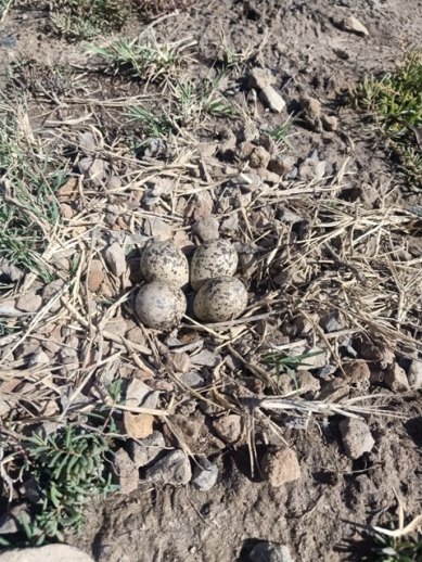 Red-wattled lapwing eggs 