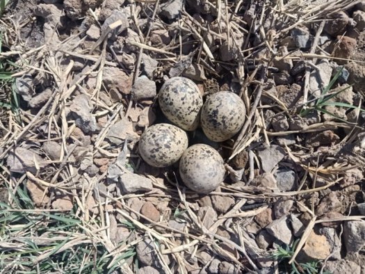 Red-wattled lapwing eggs on ground