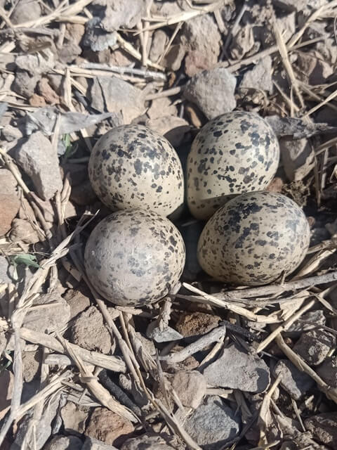Family charadriiforms eggs 