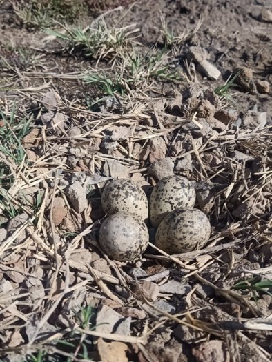 Red-wattled lapwing nest image 