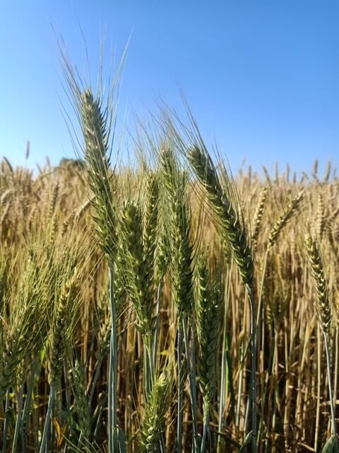 Wheat crop image 