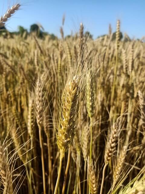 Golden wheat crop 
