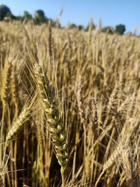 Wheat crop golden kernels 