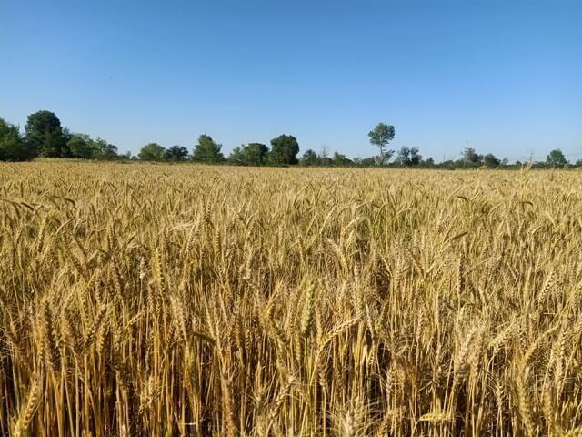 Wheat crop field