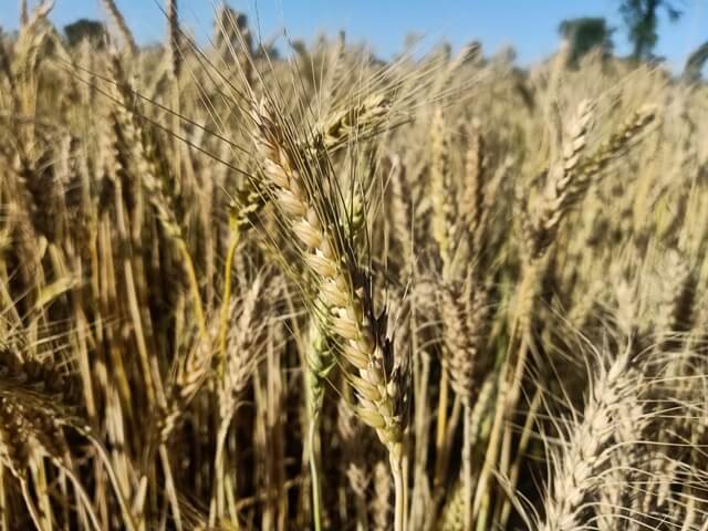Golden wheat kernel 