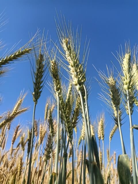 Wheat kernel with sky view 