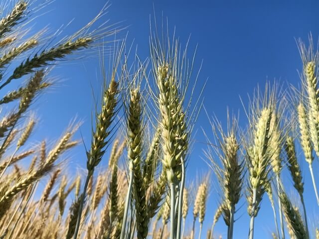 Wheat kernels and blue sky 
