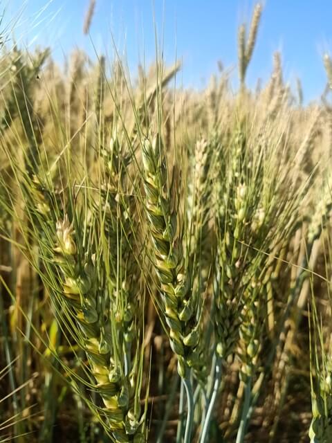 Wheat season 