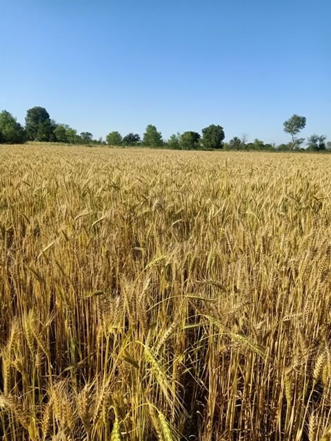 Field of golden wheat 