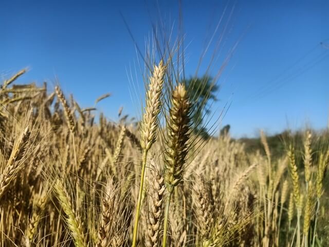 Wheat kernel and sky image 