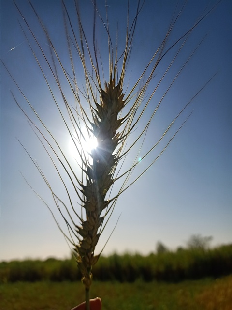 Wheat kernel with sun in the background 