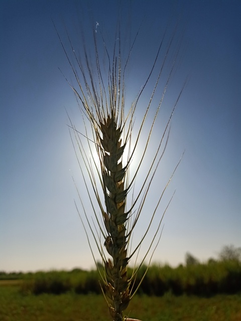 Wheat kernel image 