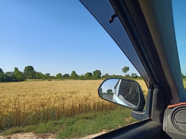 Wheat fields from car window 