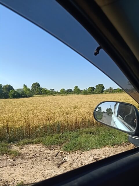Fields of golden wheat crop from a window 