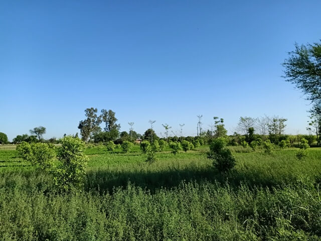 Lush green fields 