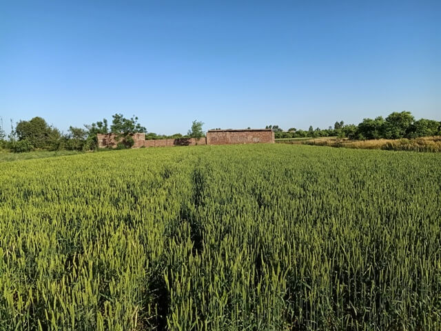Green wheat fields 