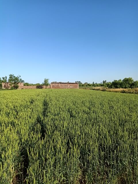 Wheat crop fields 