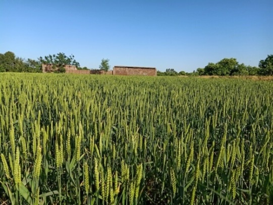 Wheat crop field 