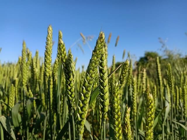 Wheat crop image