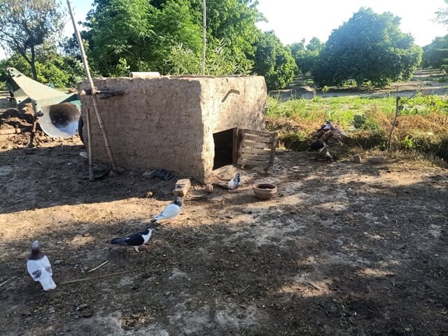 Mud house for pigeons
