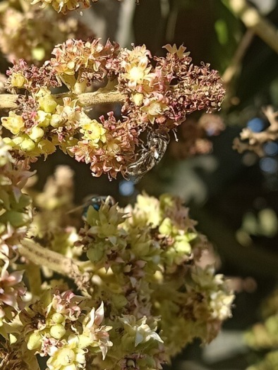 Mangifera indica pollination 