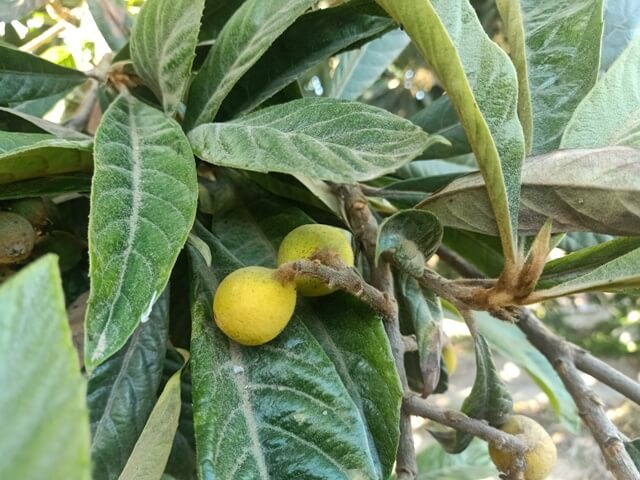 Loquat ripening