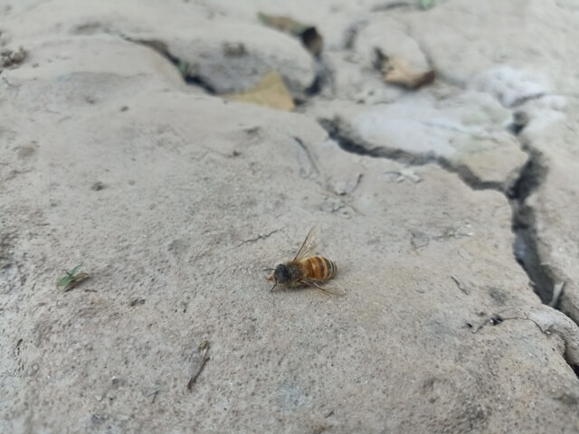 Honey bee on the ground 