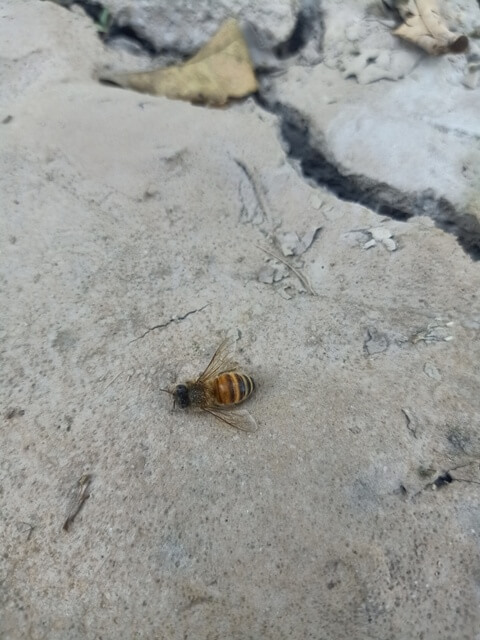 Bee in a garden soil