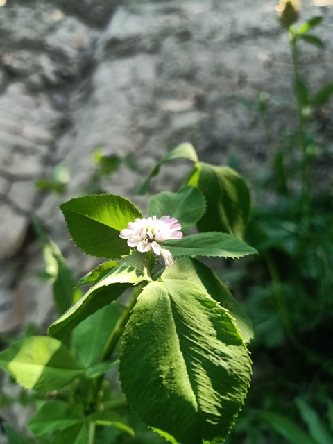 Tiny clover flower 