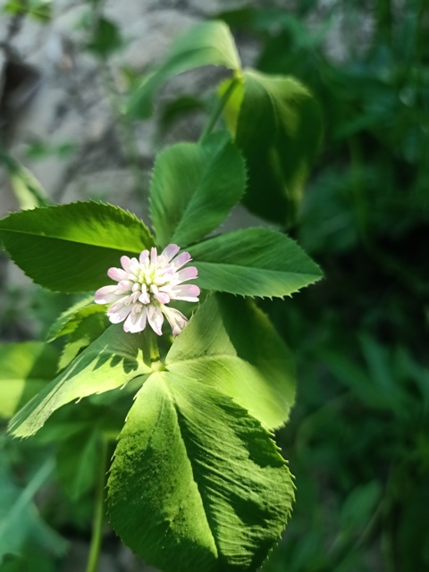Clover plant with a flower 