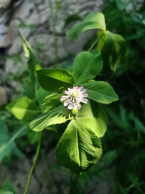 Top view of a clover plant 