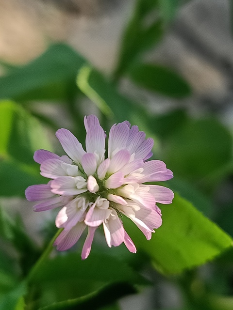 Top view of a purple clover flower 