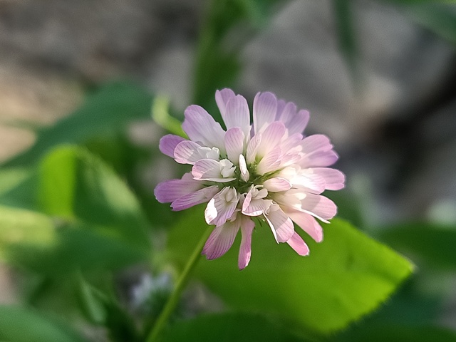 Attractive clover flower