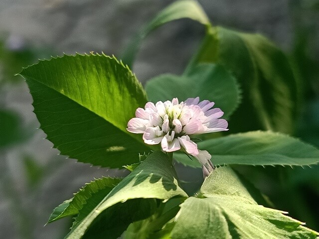 Clover plant with a purple flower 