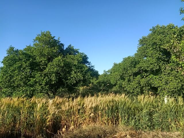 Field of wheat crop 