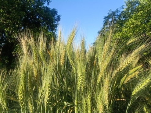 Wheat crop kernels in a field 