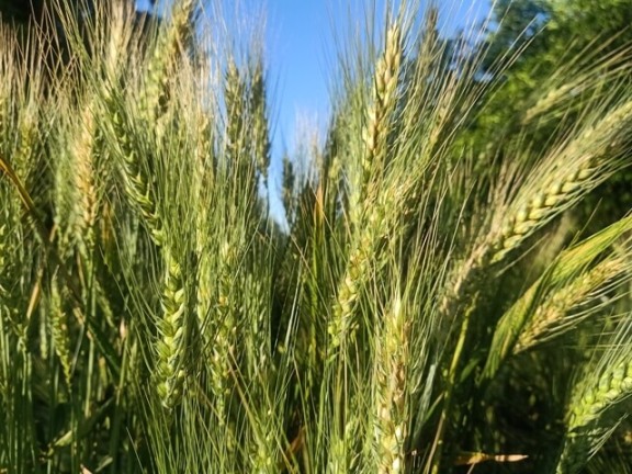 Wheat kernels before ripening 