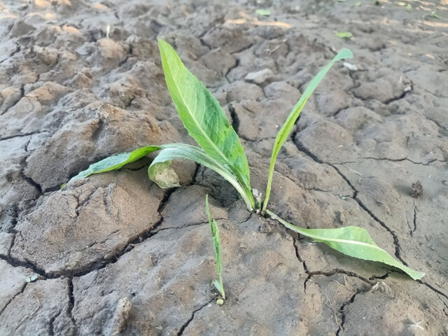 New life after drought 