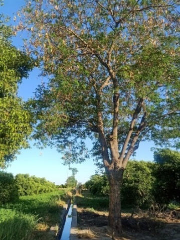 Trees in a village field 