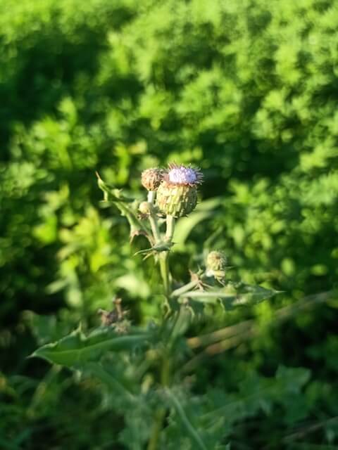 Creeping thistle plant with buds 