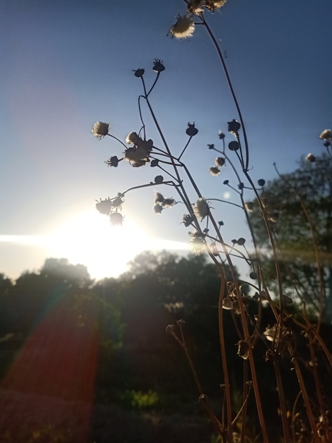 Dandelion and sunbeams 