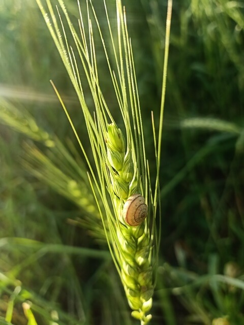 Garden snail and wheat kernel 